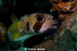 This Porcupinefish was just hanging around under a table ... by Tomas Woren 